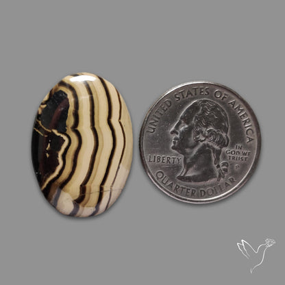 Schalenblende Cabochon