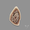 Imperial Jasper Slice