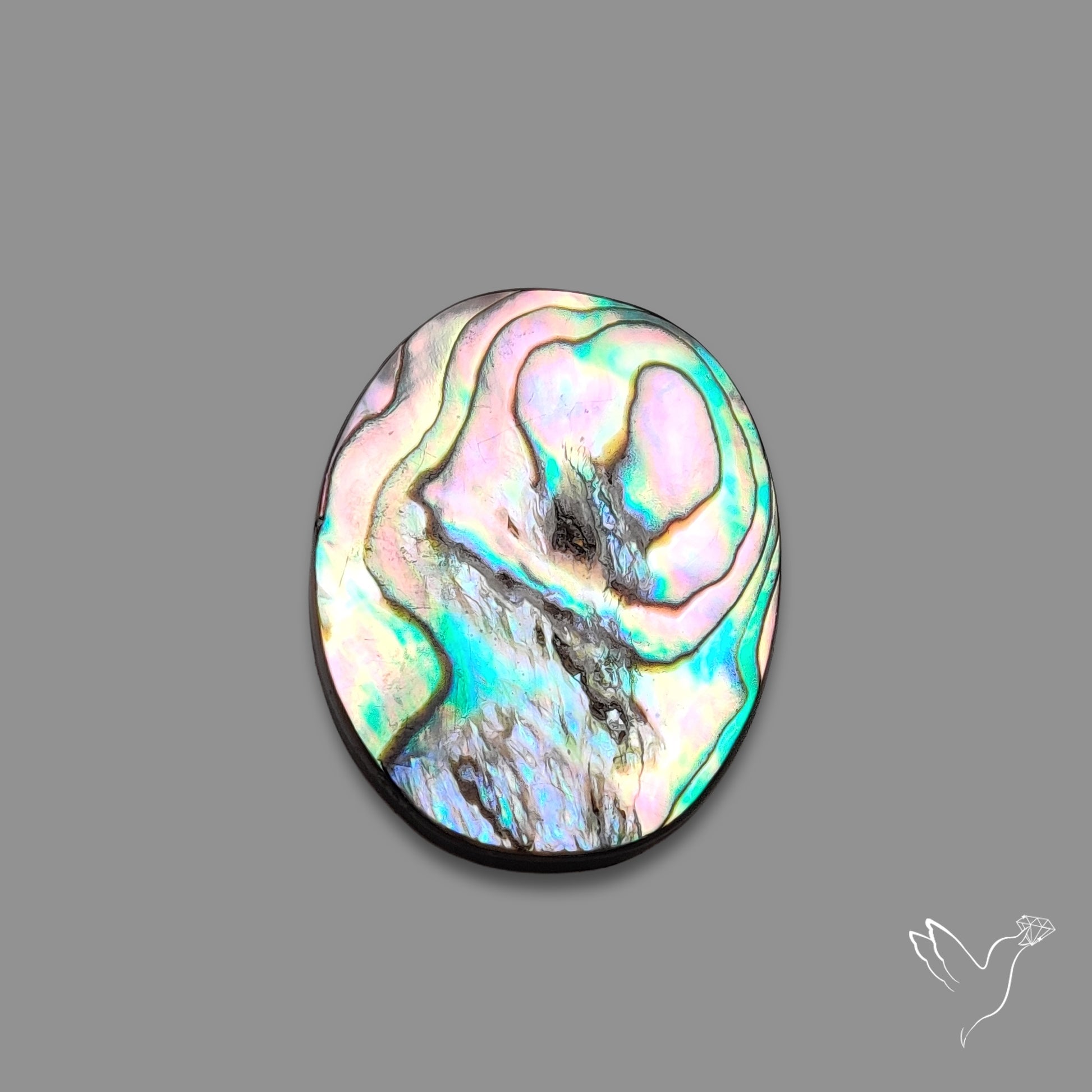 Abalone Shell