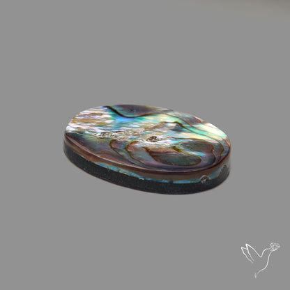 Abalone Shell