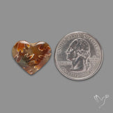 Suture Ammonite Heart