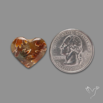 Suture Ammonite Heart