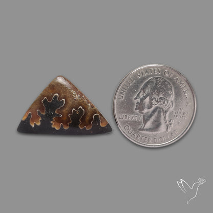 Suture Ammonite Cabochon