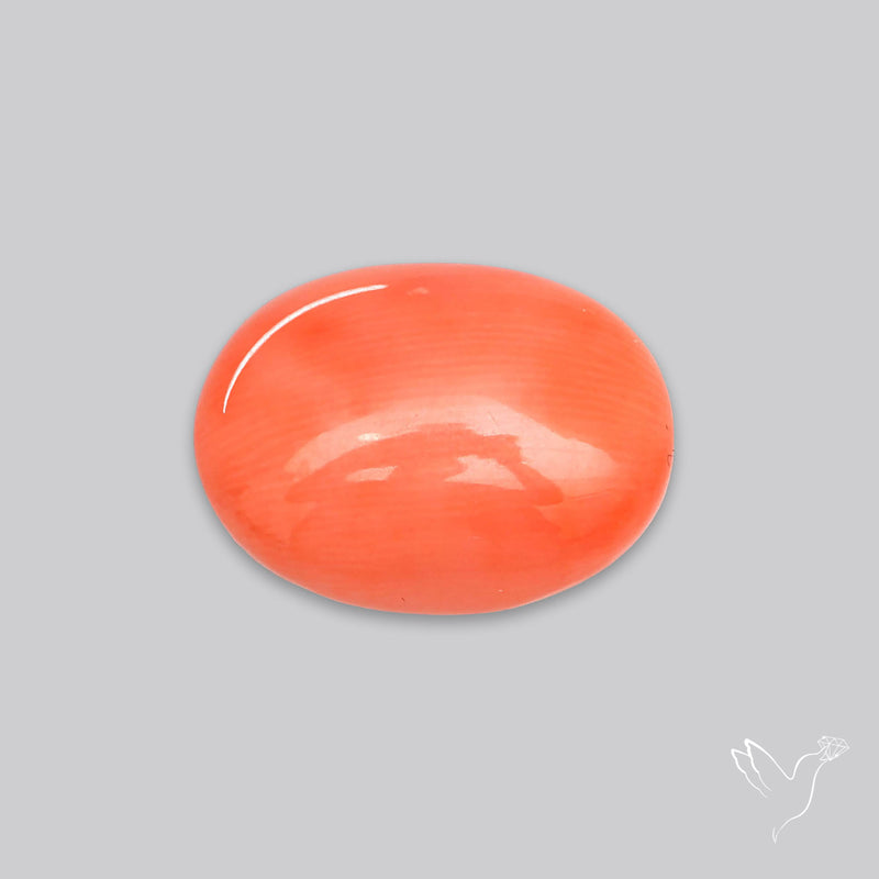 Japanese Red Coral Rare Cabochon