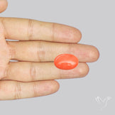 Japanese Red Coral Rare Cabochon
