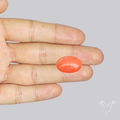 Japanese Red Coral Rare Cabochon