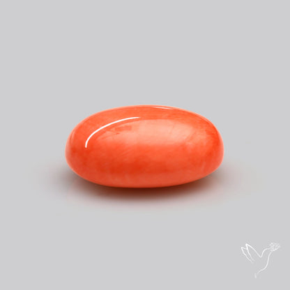 Japanese Red Coral Rare Cabochon