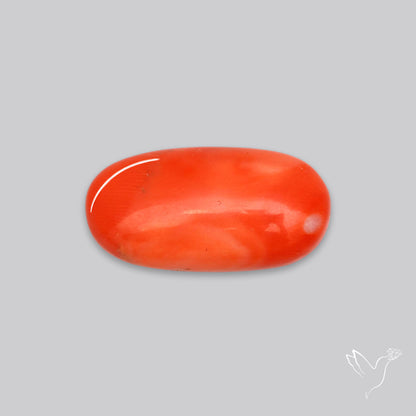 Japanese Red Coral Rare Cabochon