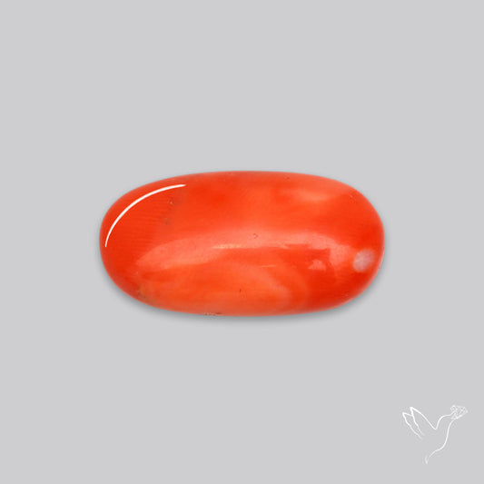 Japanese Red Coral Rare Cabochon