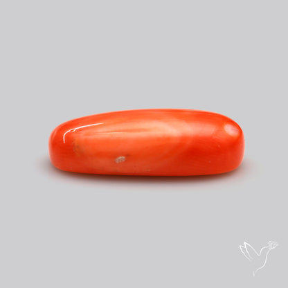 Japanese Red Coral Rare Cabochon