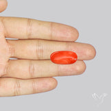 Japanese Red Coral Rare Cabochon