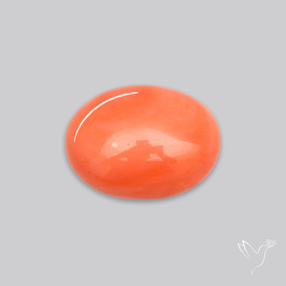 Japanese Red Coral Rare Cabochon