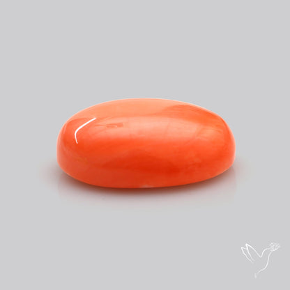 Japanese Red Coral Rare Cabochon