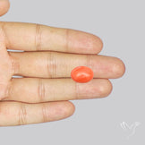 Japanese Red Coral Rare Cabochon