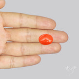 Japanese Red Coral Rare Cabochon