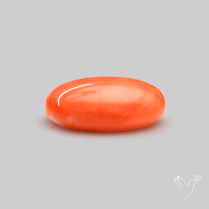 Japanese Red Coral Rare Cabochon