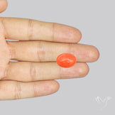 Japanese Red Coral Rare Cabochon