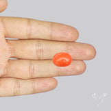 Japanese Red Coral Rare Cabochon