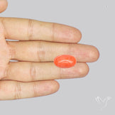 Japanese Red Coral Rare Cabochon