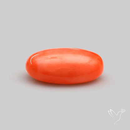 Japanese Red Coral Rare Cabochon