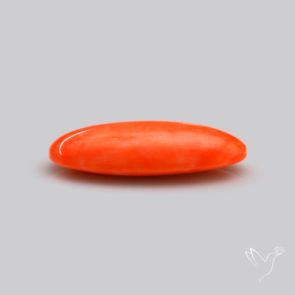 Japanese Red Coral Rare Cabochon