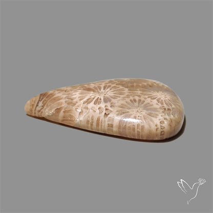 Fossil Coral Cabochon