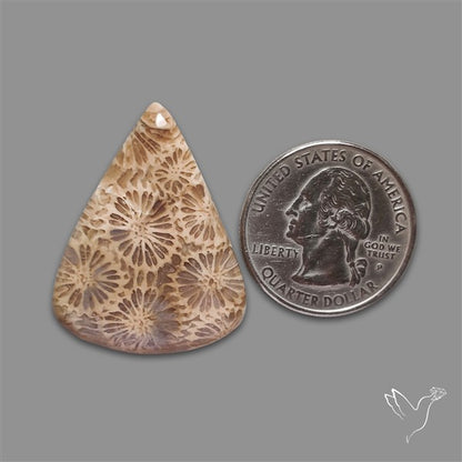 Fossil Coral Cabochon