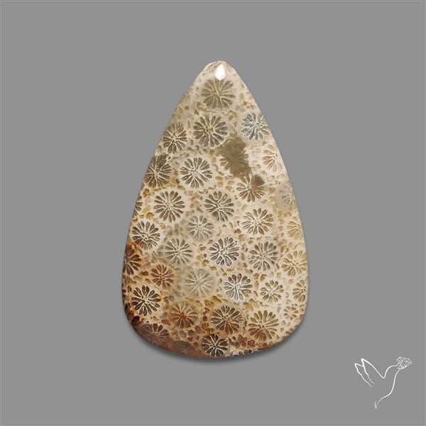 Fossil Coral Cabochon