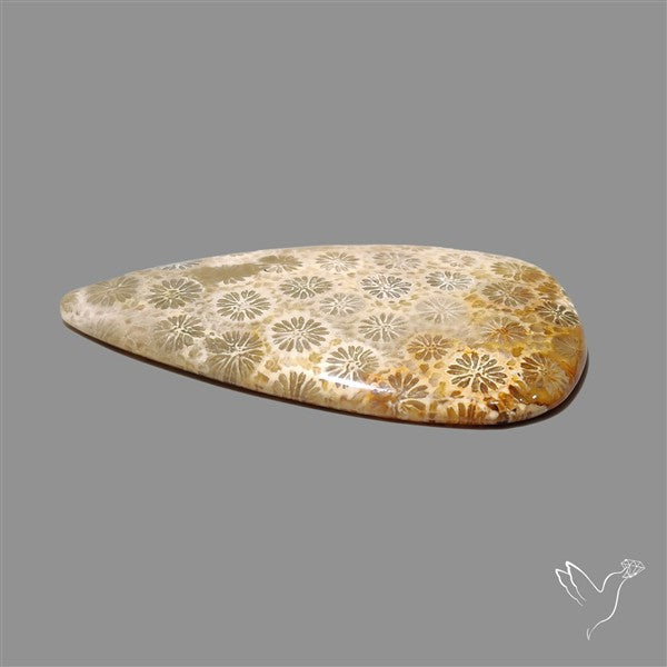 Fossil Coral Cabochon
