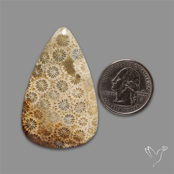 Fossil Coral Cabochon