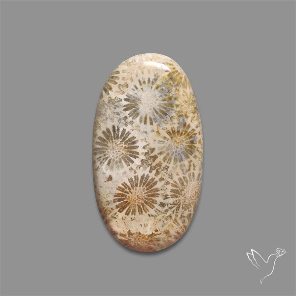 Fossil Coral Cabochon