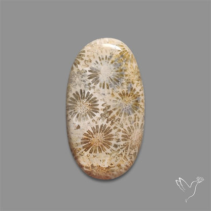 Fossil Coral Cabochon