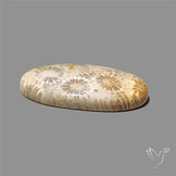 Fossil Coral Cabochon