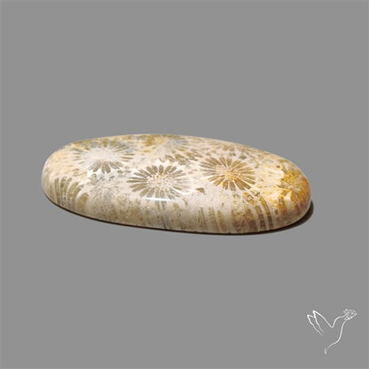 Fossil Coral Cabochon
