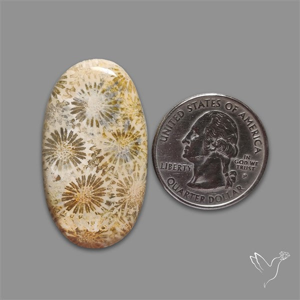 Fossil Coral Cabochon