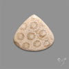 Fossil Coral Cabochon