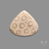 Fossil Coral Cabochon