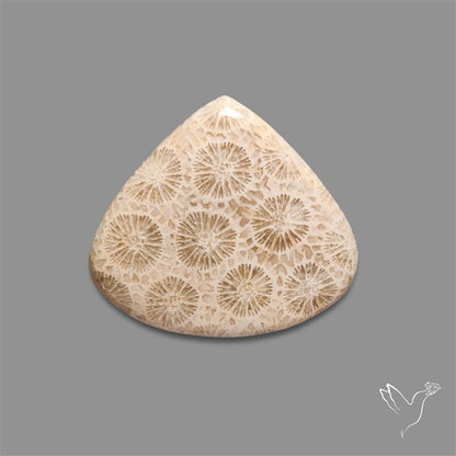 Fossil Coral Cabochon