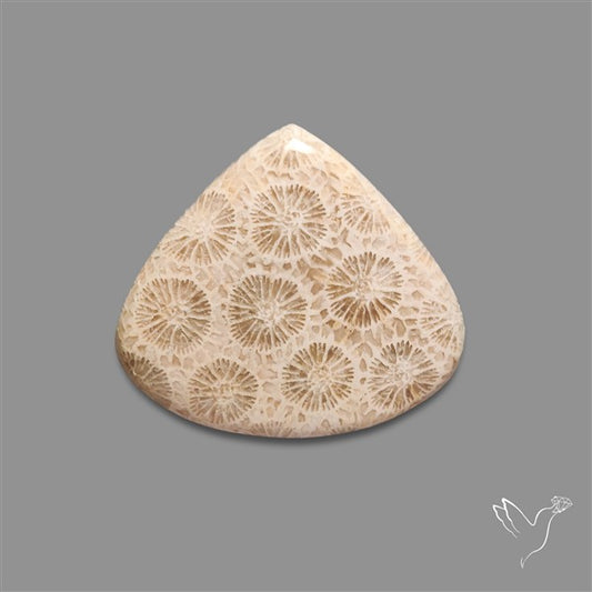 Fossil Coral Cabochon