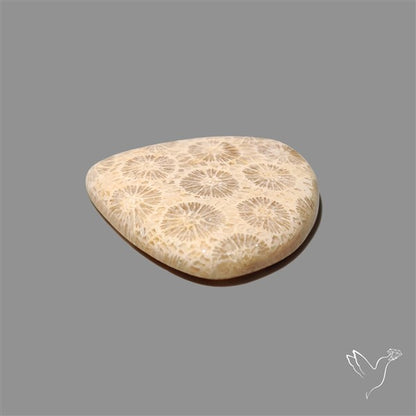 Fossil Coral Cabochon