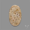 Fossil Coral Cabochon