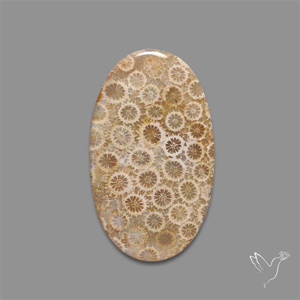 Fossil Coral Cabochon