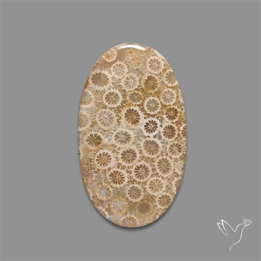 Fossil Coral Cabochon