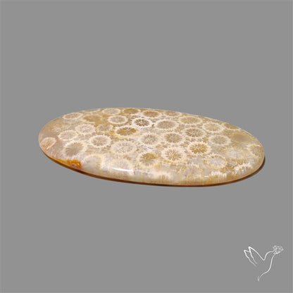 Fossil Coral Cabochon