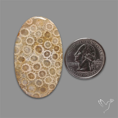 Fossil Coral Cabochon