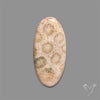 Fossil Coral Cabochon