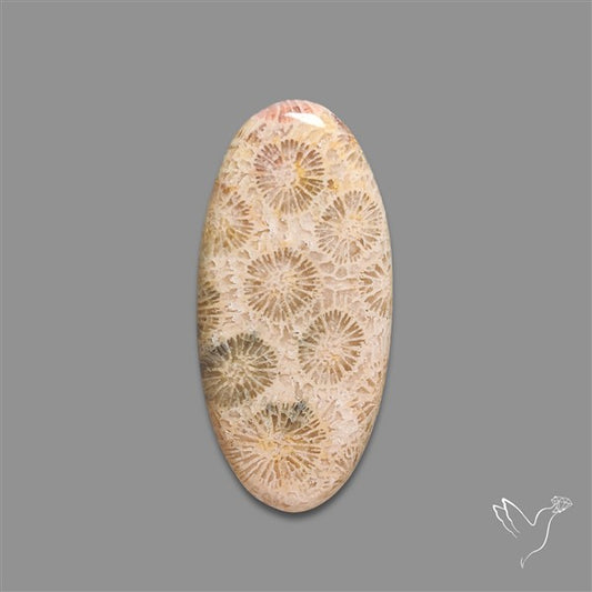 Fossil Coral Cabochon