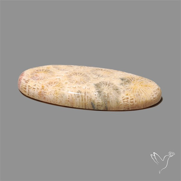 Fossil Coral Cabochon