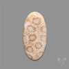 Fossil Coral Cabochon