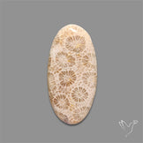 Fossil Coral Cabochon